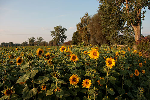 Sommer ade 2
